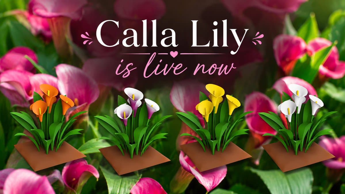 Calla Lily Planting