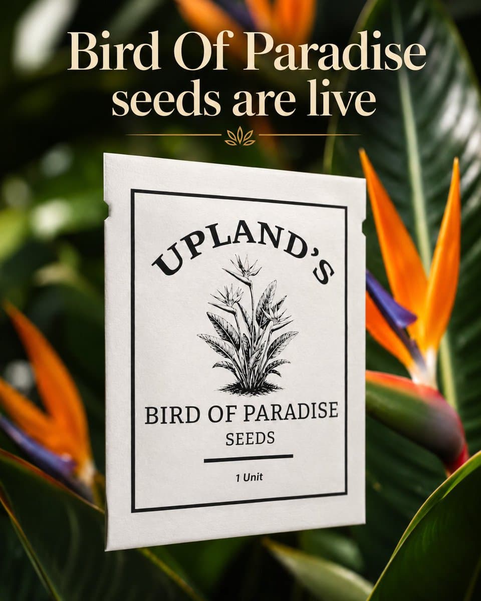 Bird Of Paradise Seed Generation