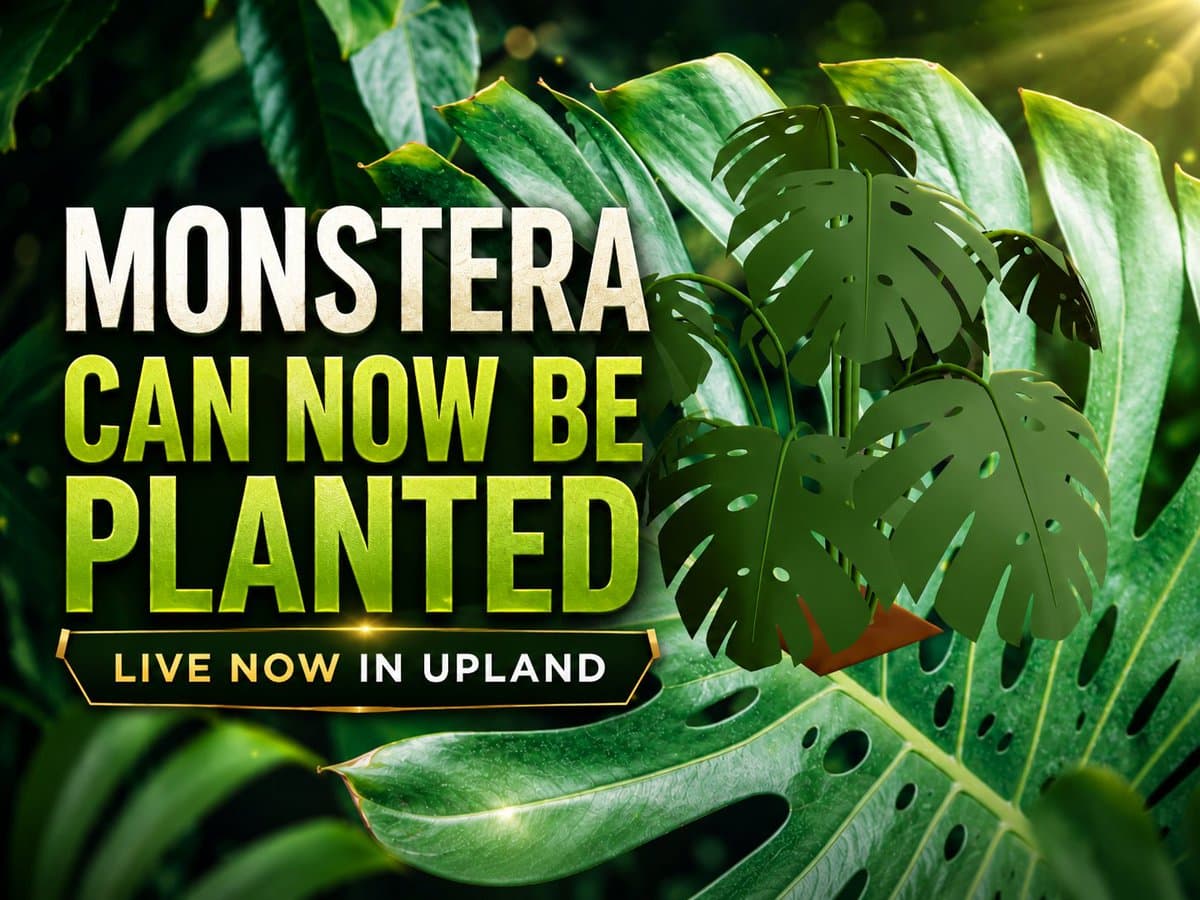 Monstera Planting