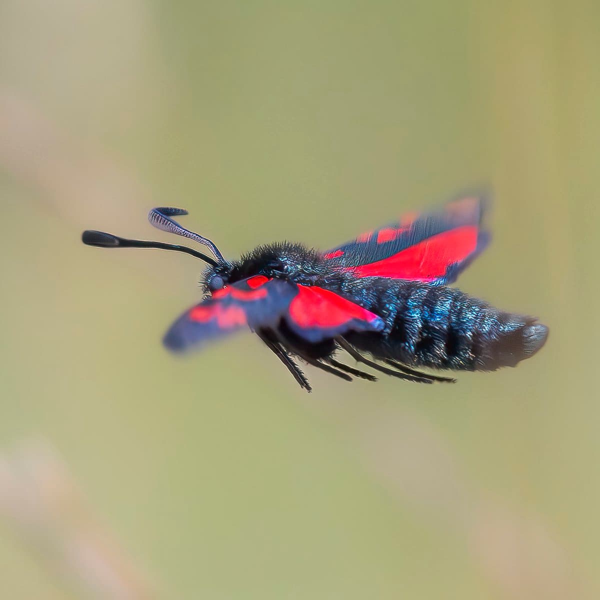 3rd Wildcard Preseason Open